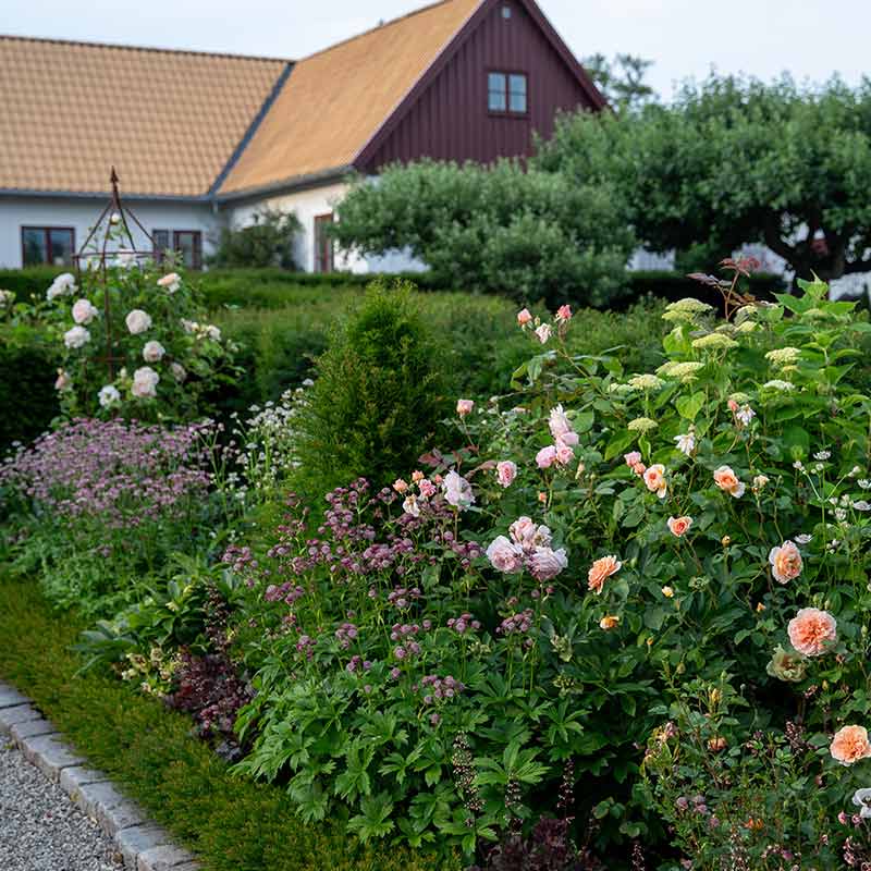 rosor-rabatt-tradgard Karolina Brising Länsmansgårdens Design - Stångby Akademi, seminarium. Trädgårdsdesign - att lyckas med sin vision.