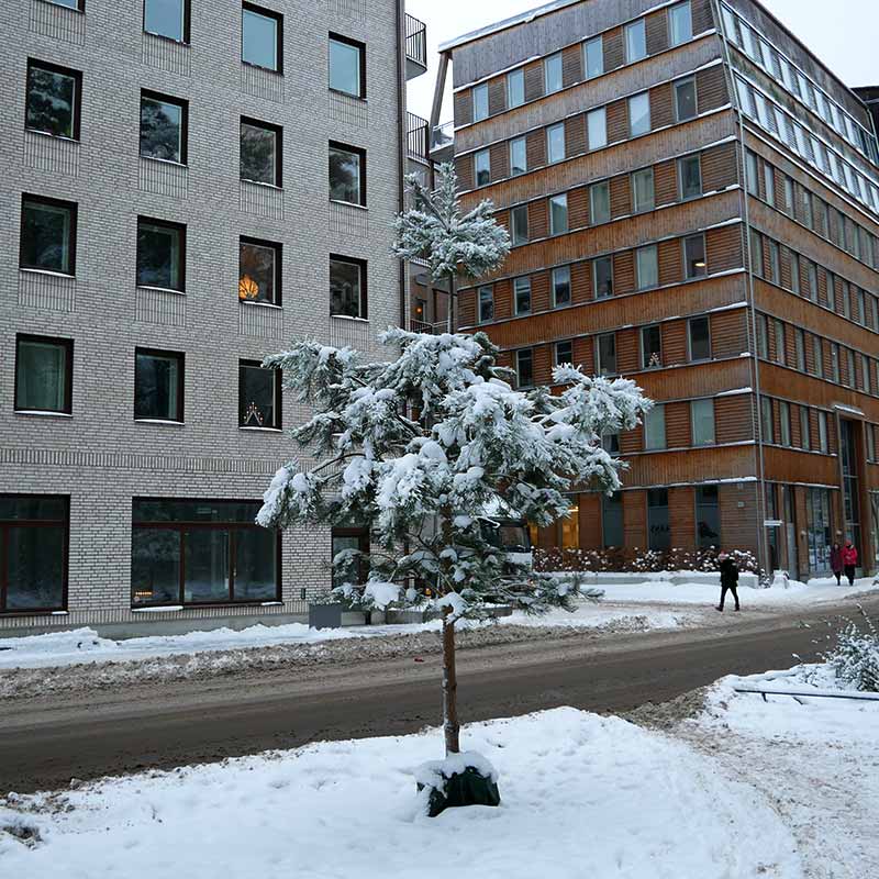 tall-pinus-stadsmiljo-sylvestris Henrik Sjöman - Stångby Akademi. Inhemskt eller exotiskt i klimatförändringens tid. Seminarium.