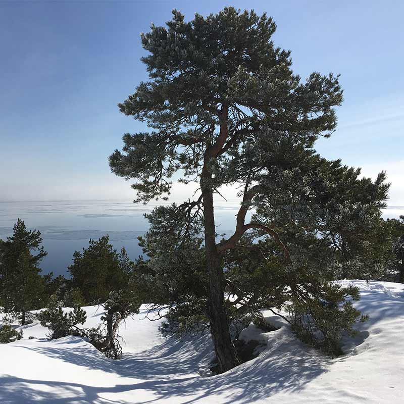tall-pinus-ursprungsmiljo-sno Henrik Sjöman - Stångby Akademi. Inhemskt eller exotiskt i klimatförändringens tid. Seminarium.