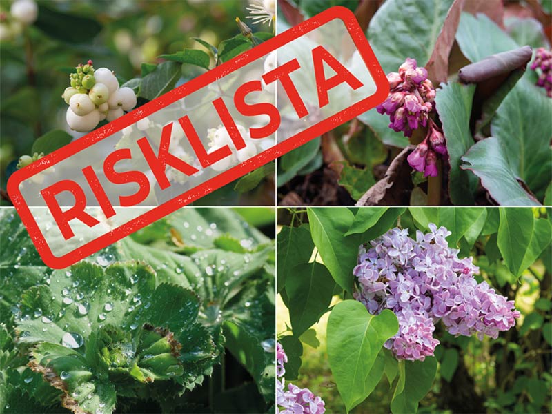 Seminarium risklista Stångby Akademi
