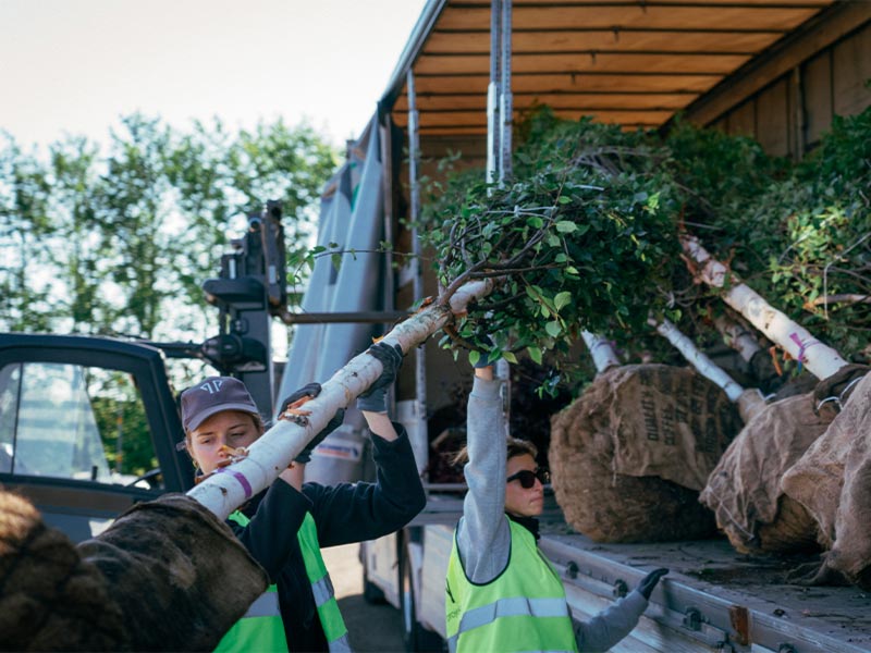 Lastning av träd/Trädleverans. Leveransbesiktning