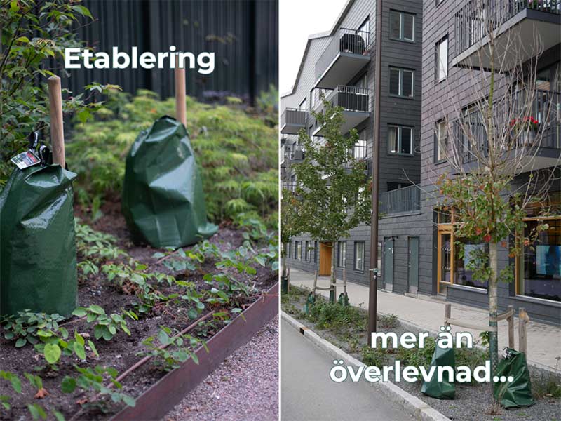 Stångby Akademi Kurs/Seminarium - etableringsskötsel: Etablering mer än överlevnad