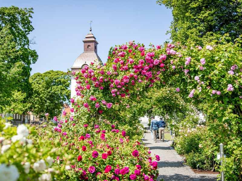 rosor-beskarning-praktiken Växtanvändning i fokus - Rosor med Lena Biärsjö